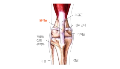 정상무릎관절